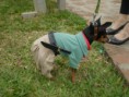 /album/mascote-do-fegams/cachorro-gaucho-jpg/